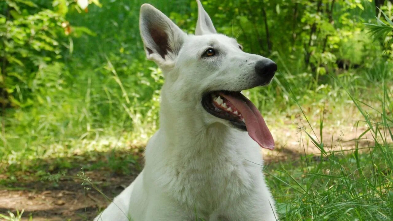 Американо-канадская белая овчарка. Ханаанская овчарка белая. Встретить белую собаку. Метис бшо. Белая швейцарская овчарка оскал.