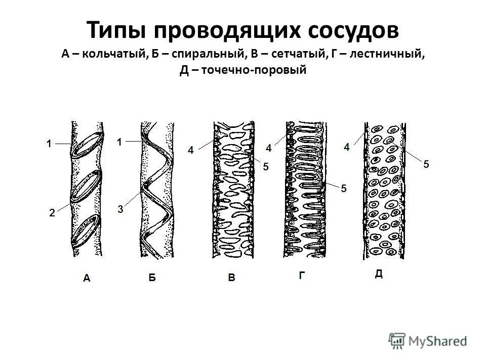 Проводящие ткани растений сосуды и ситовидные трубки. Типы сосудов проводящих тканей. Строение трахеид ксилемы. Сосуды трахеиды ситовидные трубки. Типы сосудов ксилемы.