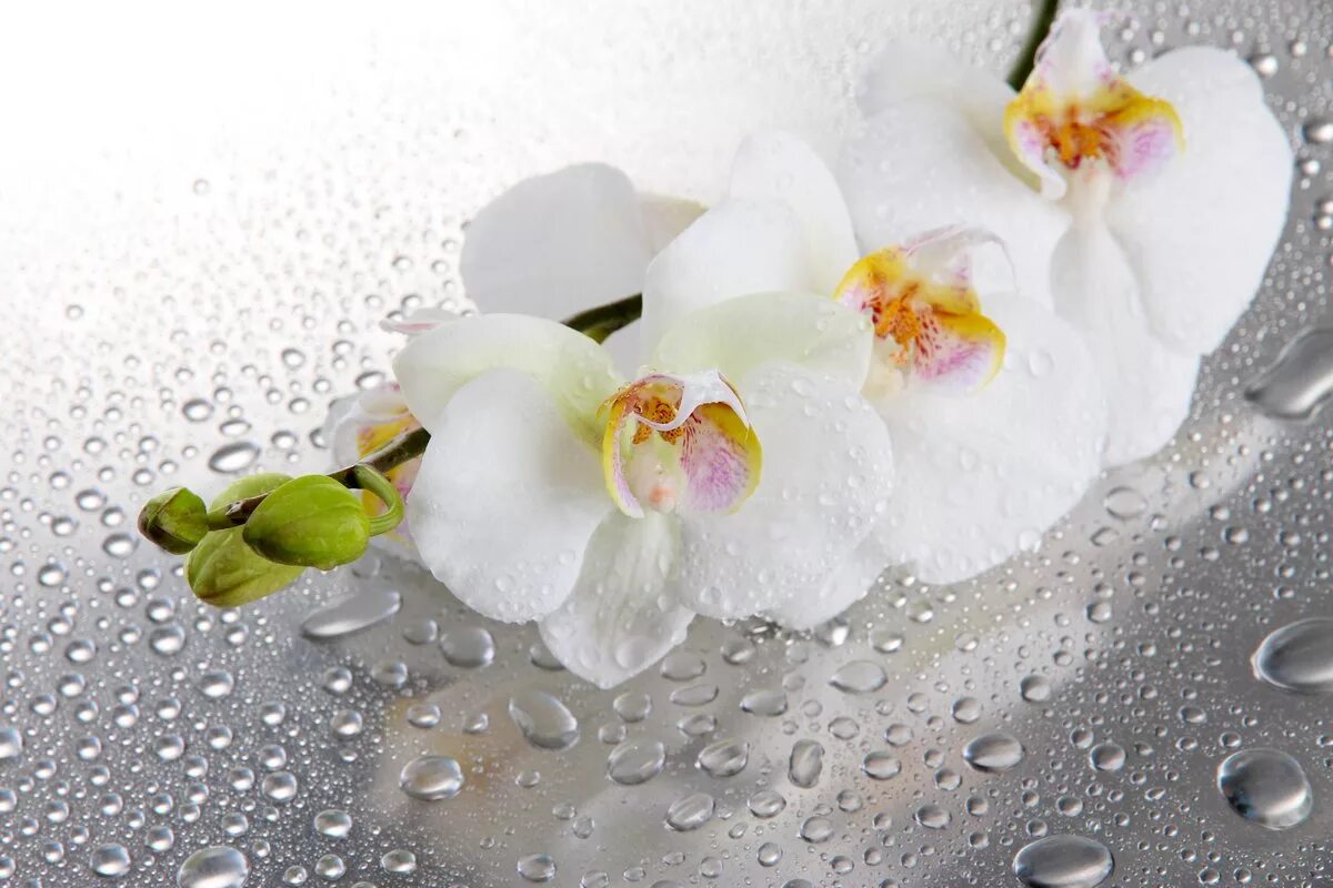 Орхидея в каплях воды. Фотопечать Орхидея. Фотопечать белая Орхидея. Белые орхидеи с каплями.