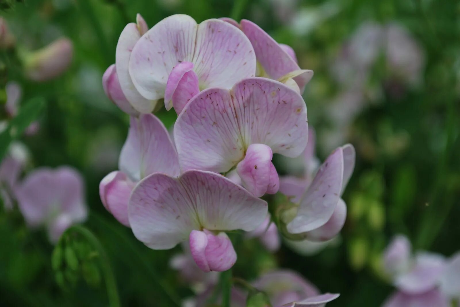 Чина многолетняя. Латирус латифолиус. Lathyrus latifolius Pink Pearl. Чина широколистная "Pink Pearl". Lathyrus latifolius 'White Pearl'.