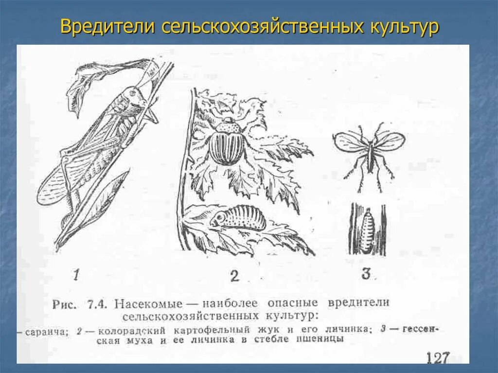 Вредители сельского. Вредители сельскохозяйственных культур. Насекомые вредители сельскохозяйственных культур. Вредители сельского хозяйства насекомые список. Виды сельскохозяйственных вредителей.