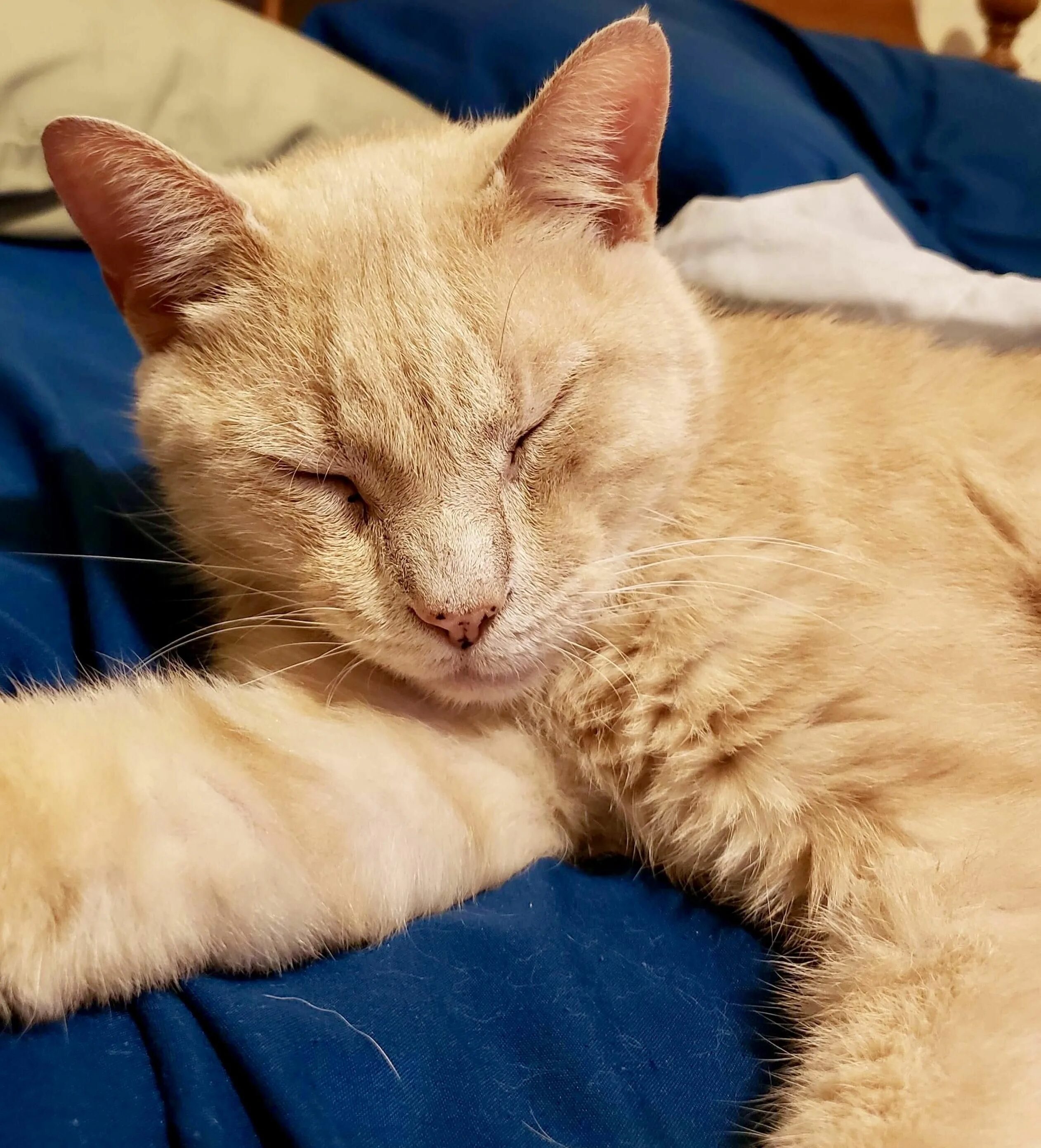 манчкин британская шиншилла. желтый котенок. рыжая кошка. желтые коты порода. желтые коты порода.