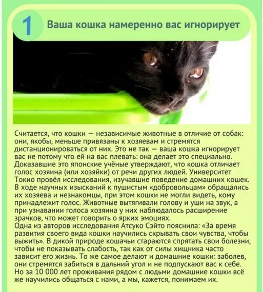 Чувствует ли кошка человека. Чем полезны кошки для человека. Чувствует ли кошка человека. Какие болезни лечат кошки. Слух кошки.