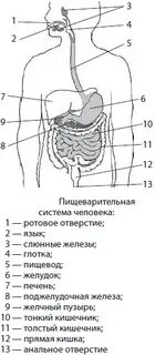 Список органов пищеварительной системы