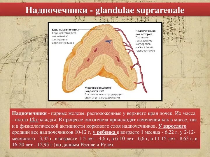 Сетчатая коры надпочечников. Строение надпочечников гистология. Строение коры надпочечников. Особенности строения надпочечников.