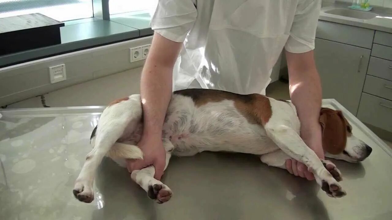 Методы фиксации собак в ветеринарии. Фиксация животных ветеринария. Методы фиксации животных в ветеринарии. Фиксаторы для рентгена животных. Методы фиксации собак в ветеринарии.