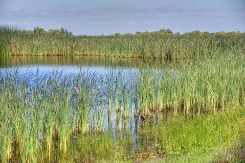 Wetlands