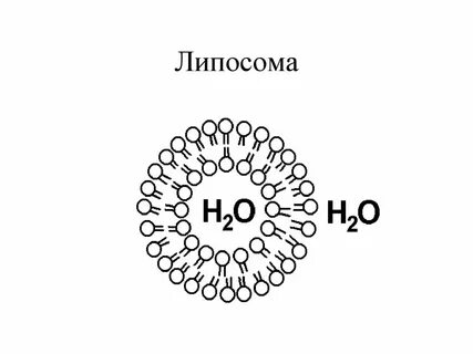 Липосомы