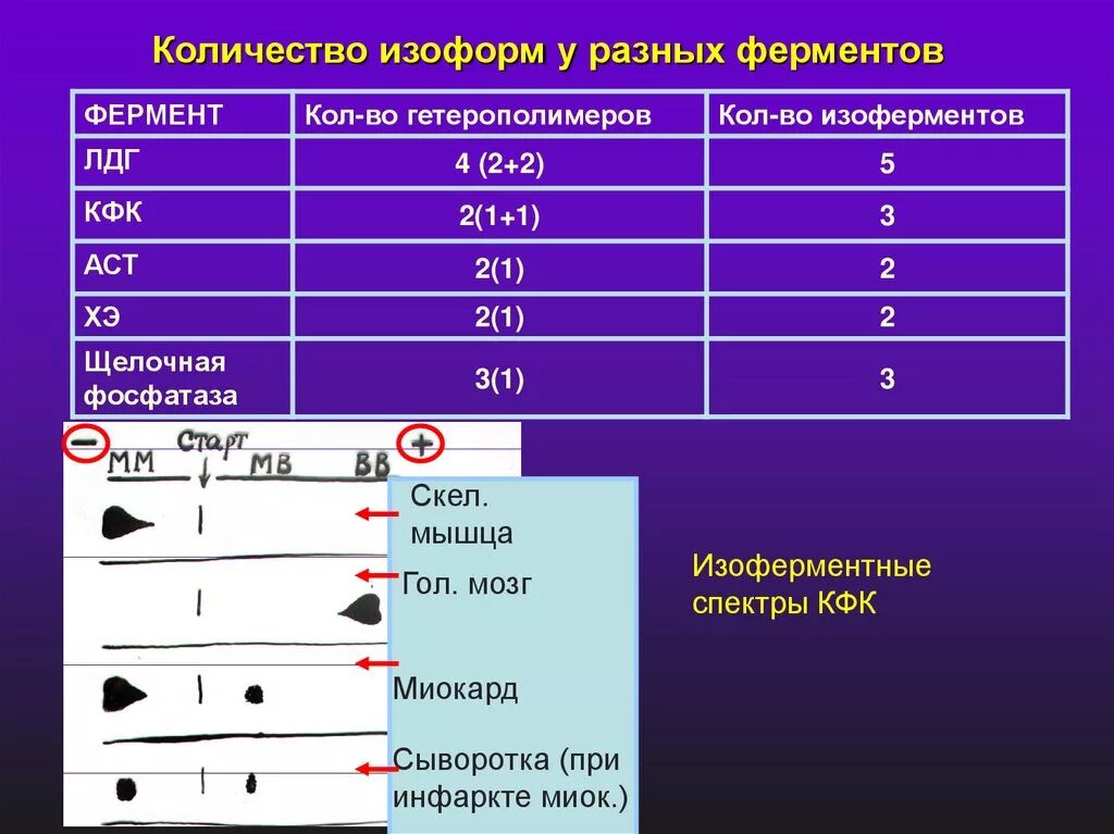 Ферменты изоферменты. Фермент ЛДГ изоформы. Ферменты при инфаркте. Изоформы ЛДГ. КФК изоформы.