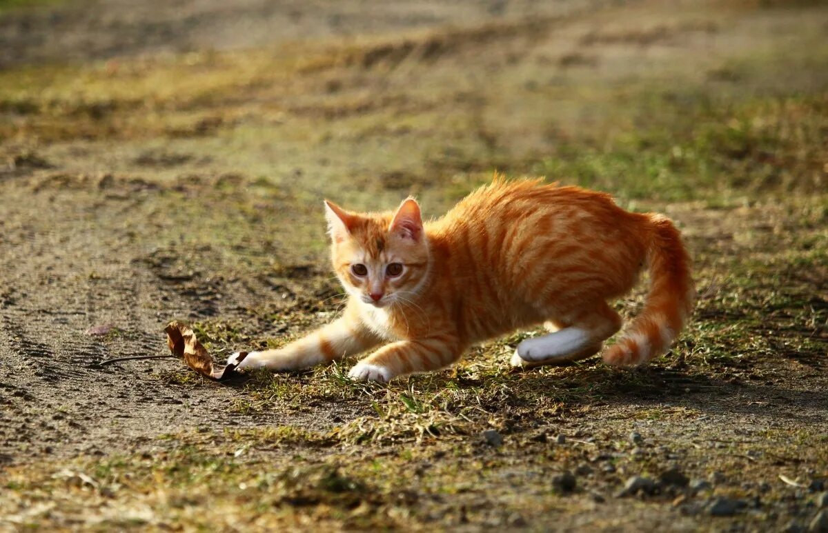 Рыжая кошка. Рыжий котёнок. Рыжий котёнок. Огненно рыжие котята. Рыжий котенок играет.