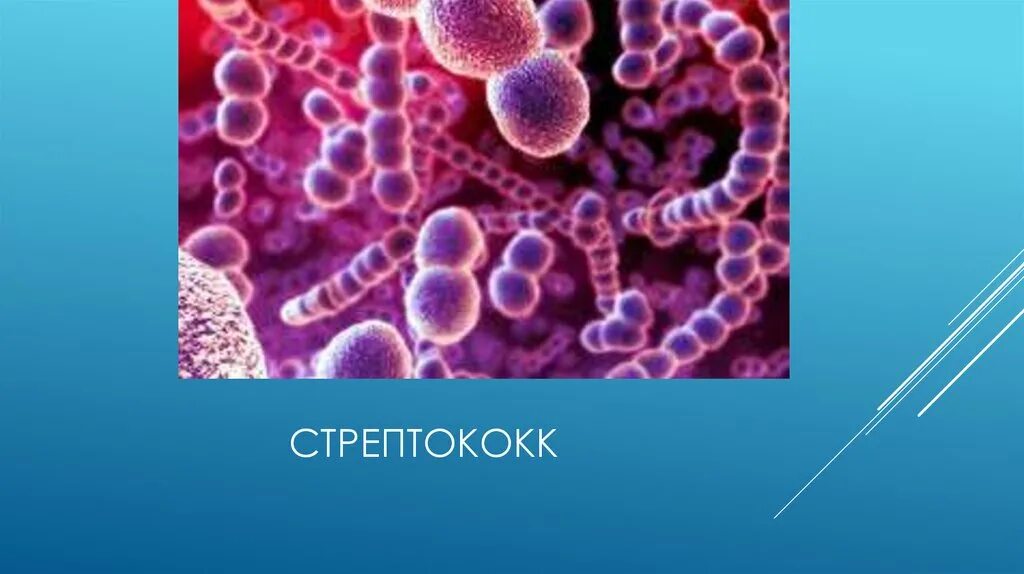 Стрептококки 5 класс биология. Стрептококковые организмы. Стрептококковые организмы. Стафилококки и стрептококки. Стрептококк термофильный строение.