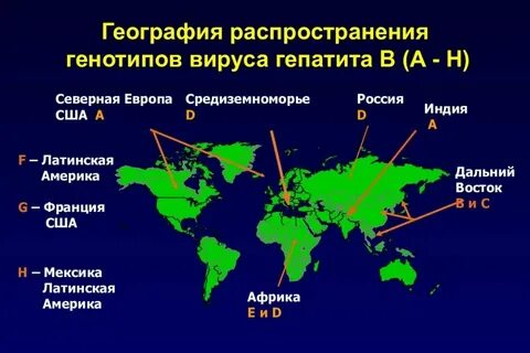 Генотип вируса гепатита b