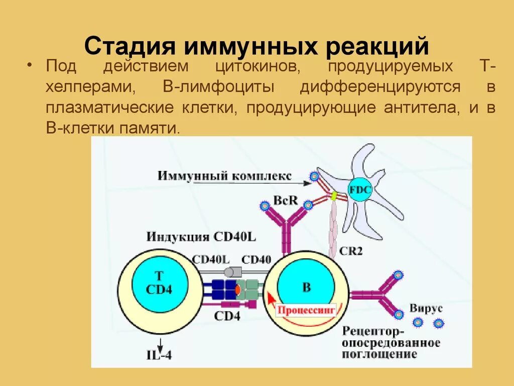 Иммуноглобулин в лимфоциты. В1 лимфоциты продуцирующие иммуноглобулины. Антитела продуцируются дендритными клетками. Стадия иммунных реакций. Фазы реакций иммунитета.