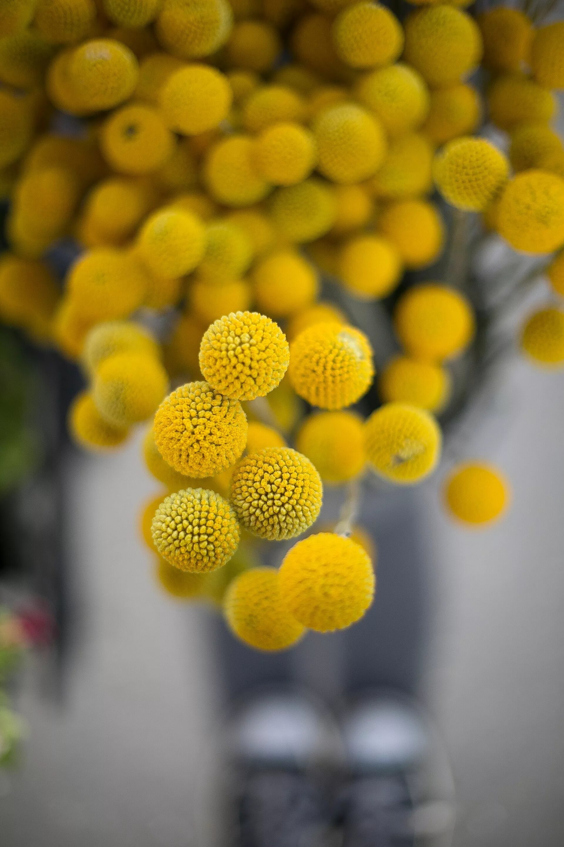 Цветок круглыми шарами. Краспедия шаровидная Билли батон. Растение Краспедия шаровидная. Растение с жёлтыми шариками. Желтые цветы круглые шарики.