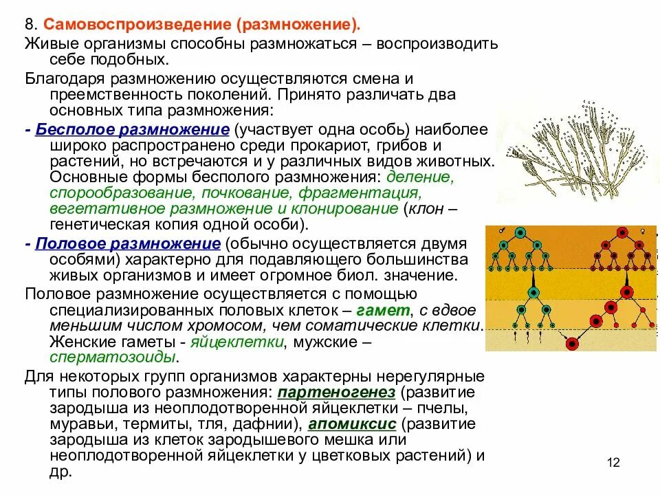 Самовоспроизведение организмов. Типы полового размножения. Виды размножения живых организмов. Эволюция процесса размножения живых организмов. Все живые размножаются