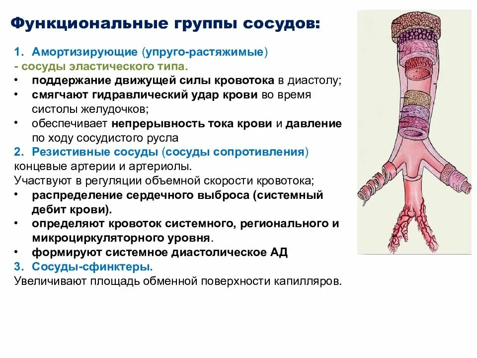 Функциональные группы сосудов физиология. Перфорантные вены нижних конечностей схема. Перфорантные вены нижних конечностей. Верхняя полая вена собирает кровь от трёх групп вен. Вены классификация анатомия.