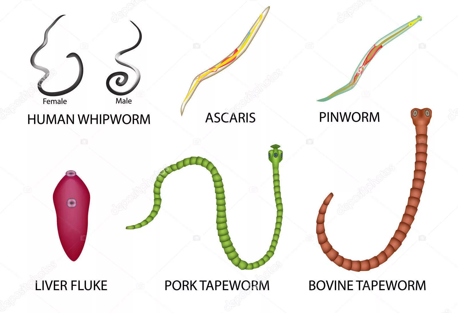 Виды глистов. Черви гельминты классификация. Паразиты гельминты человека таблица. Многоклеточные паразиты. Виды паразитов у человека таблицы.