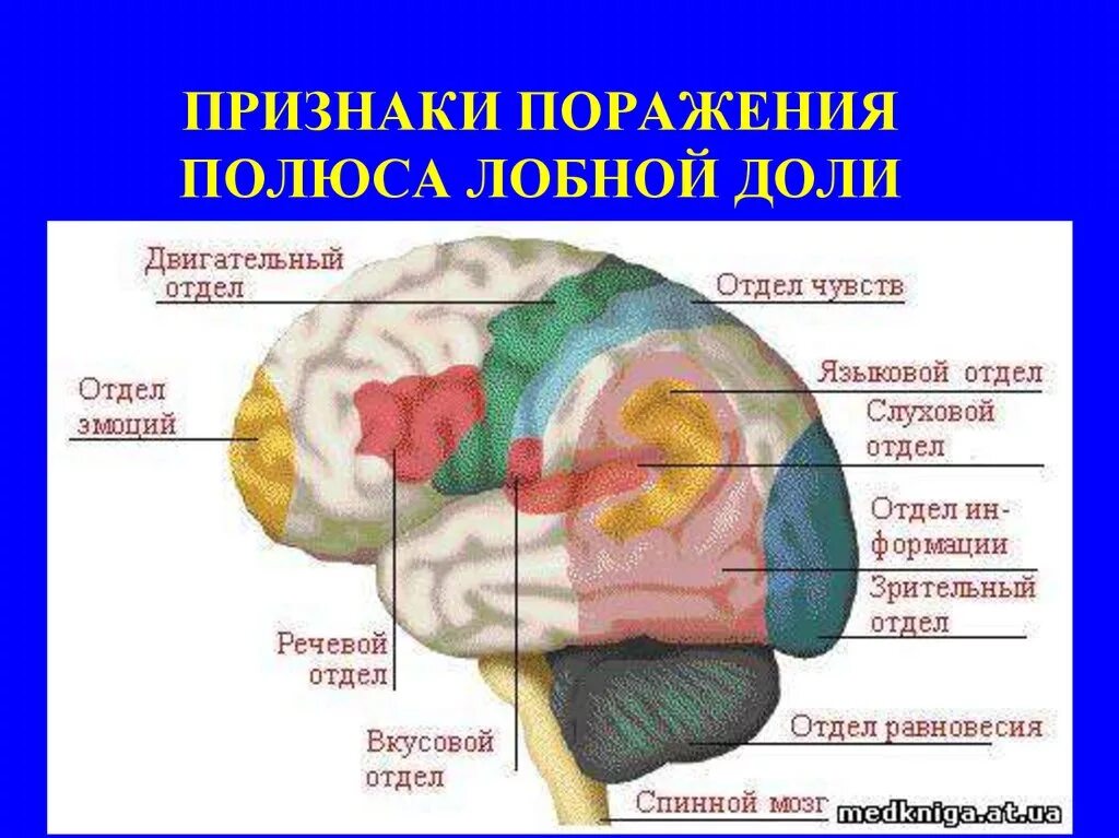 Теменная область поражения. Зоны анализаторов в коре головного мозга. Функции вкусовой зоны головного мозга. Вкусовой анализатор в коре головного мозга. Центр обонятельного анализатора в коре больших полушарий.