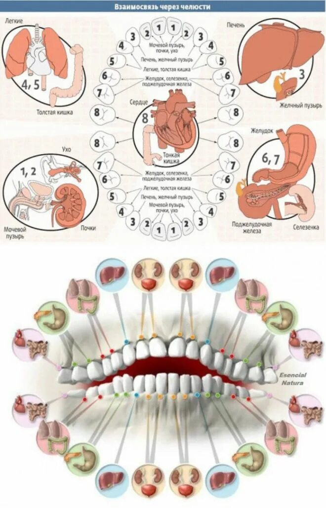 Связь зубов с органами. Соответствие зубов внутренним органам человека. Взаимосвязь зубов и внутренних органов. Зубы и органы взаимосвязь. Зубы и внутренние органы связь.
