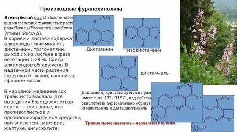 Алкалоид в чайных листьях