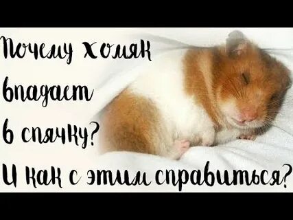 Хомяки уходят в спячку