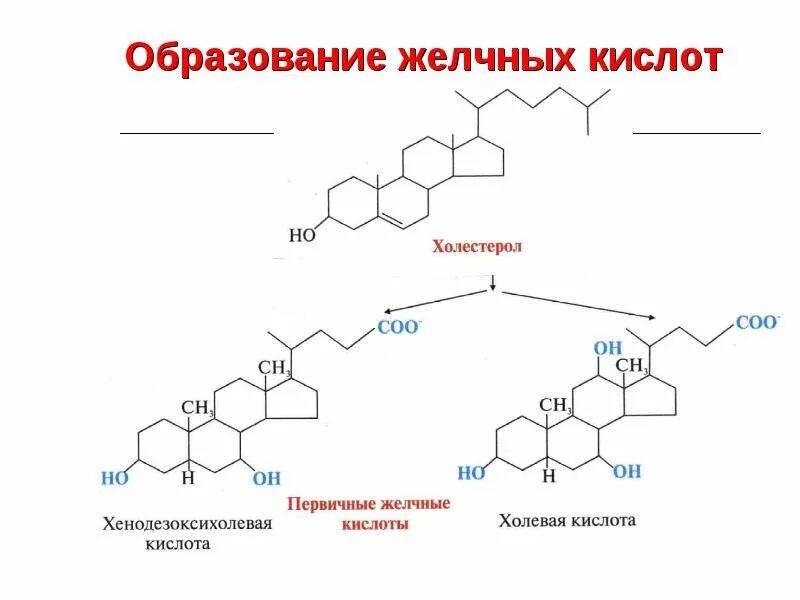 Желчные кислоты образуют конъюгаты. Синтез парных желчных кислот. Первичные желчные кислоты биохимия. Образование парных желчных кислот. Вторичные желчные кислоты