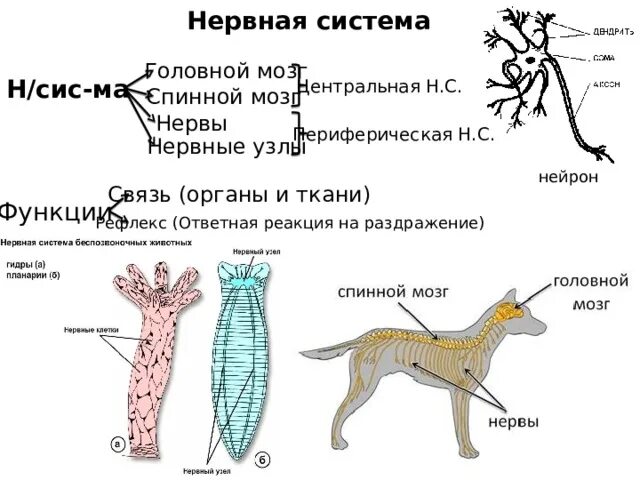 Строение нервного узла. Узлы нервной системы. Схема нервной системы органов животных. Схемы систем органов животных нервная система.