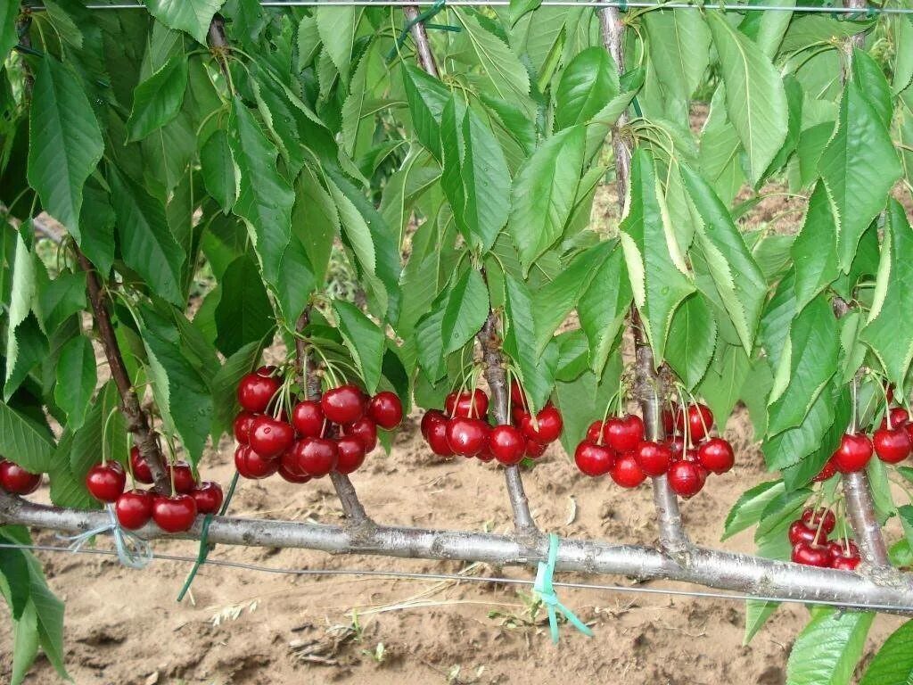 Будет расти черешня