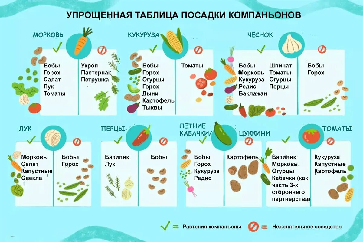 Таблица посадки овощей в открытый. Полезные таблицы. Таблица растений компаньонов. Таблица посадки цветов. Таблица посадок овощей по месяцам.