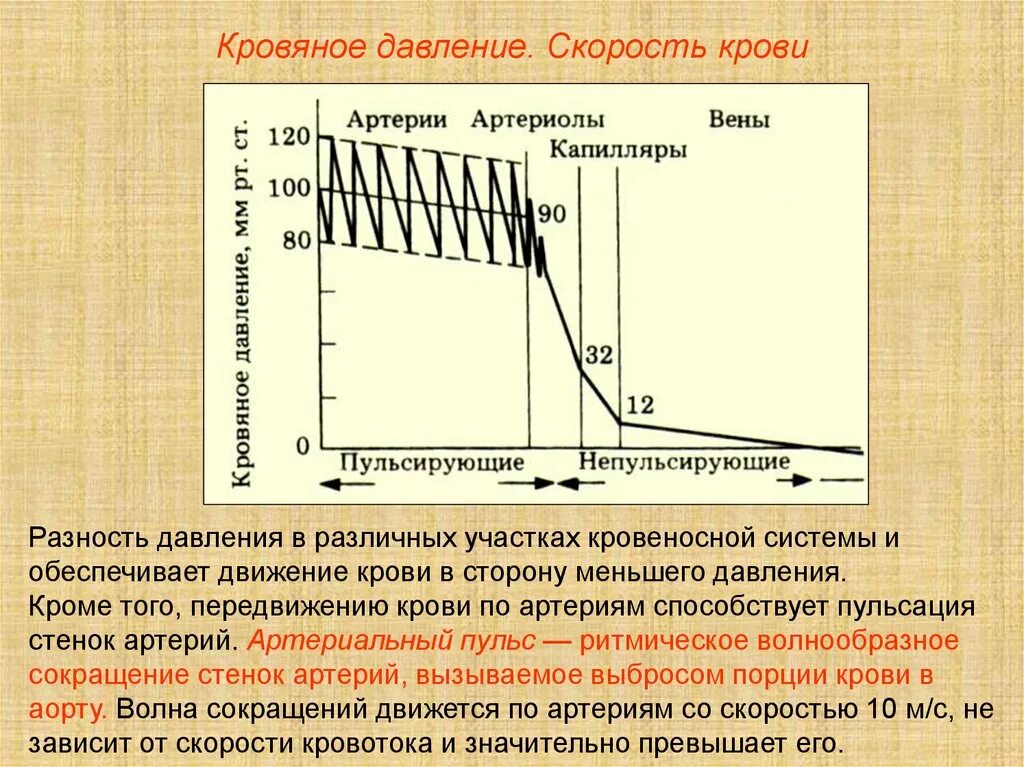 Падение давления крови. Распределение давления и скорости кровотока в сосудистой системе. Скорость артериального давления. Распределение давления крови в сосудистой системе. Давление и скорость крови в сосудах.