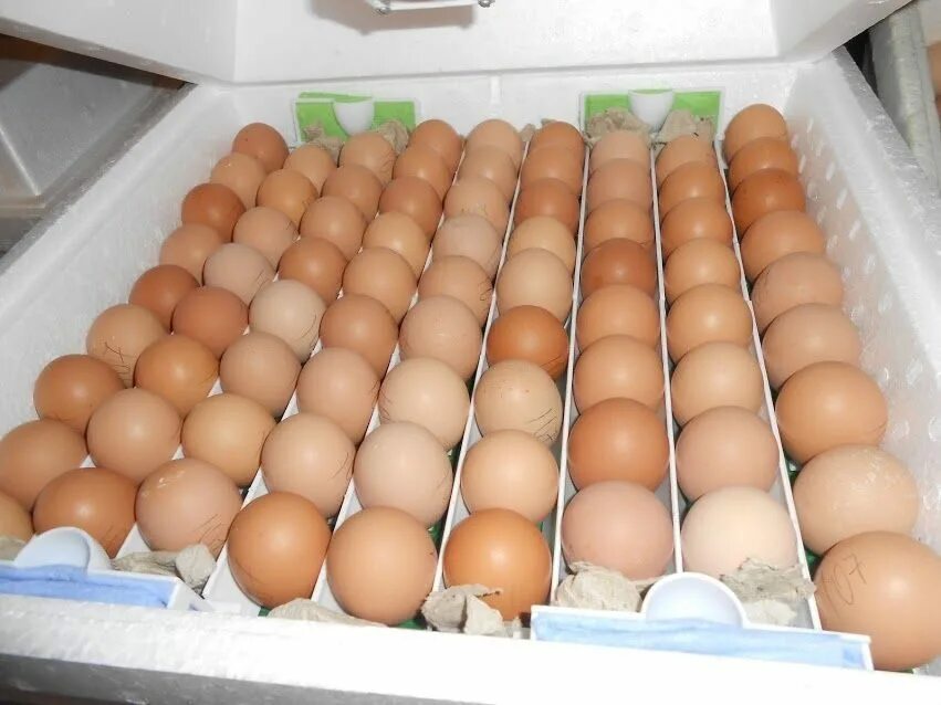 Где можно купить яйца для инкубатора