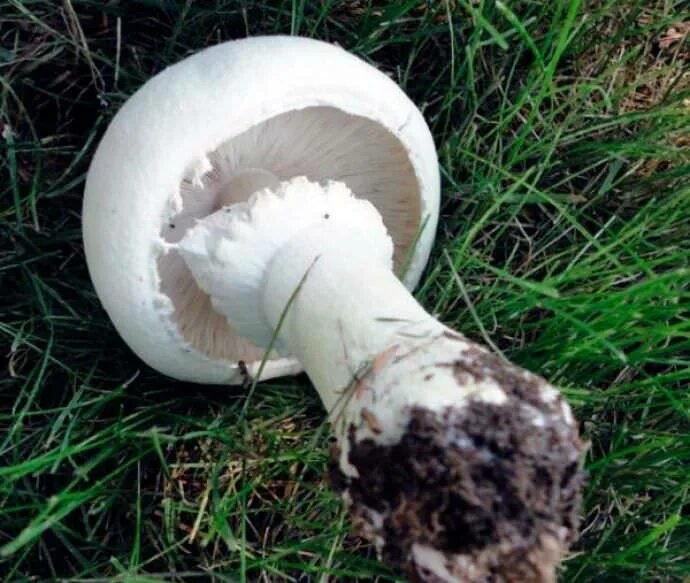 Шампиньон относится к съедобным. Шампиньон тёмно-красный (Agaricus haemorrhoidarius). Шампиньон полевой Agaricus arvensis. Шампиньон обыкновенный (Agaricus Campestris). Шампиньон Луговой Agaricus Campestris.