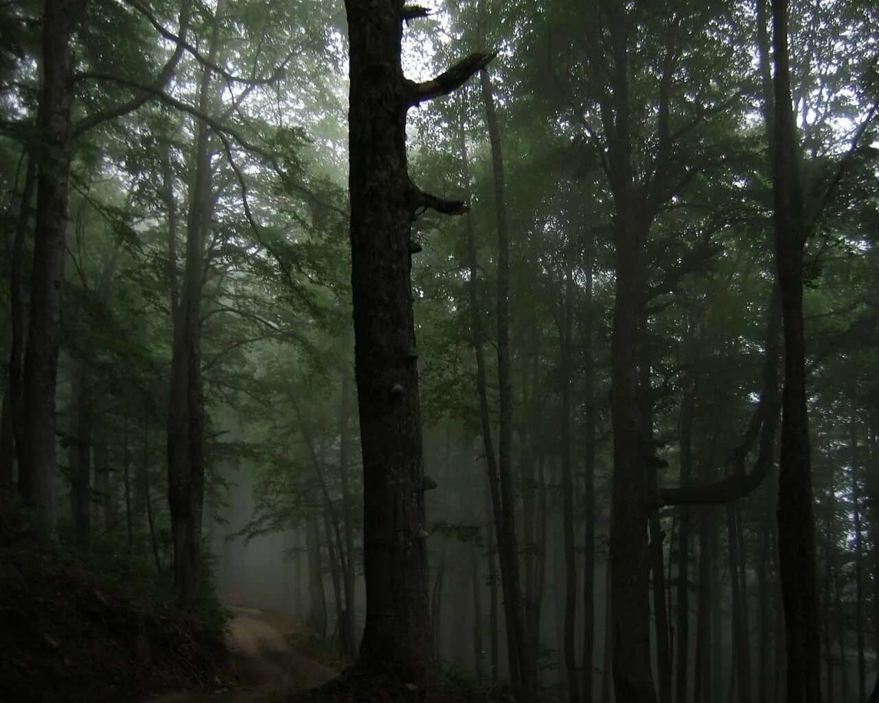 Грубо лес. Atmospheric black metal лес. темный дремучий лес. мрачный лес. страшный лес.