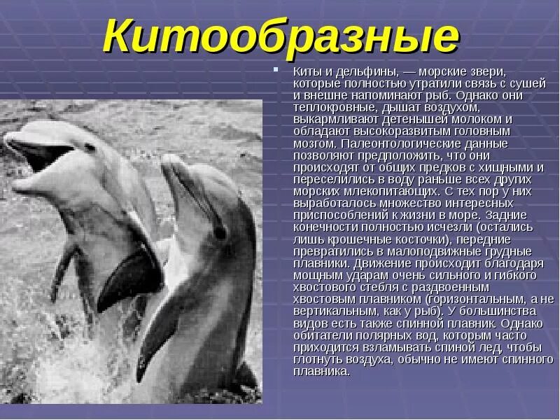 Киты и дельфины относятся к земноводным. Дыхательная система морских млекопитающих китообразных. кит теплокровный. китообразные млекопитающие презентация. дельфины относятся к китообразным?.