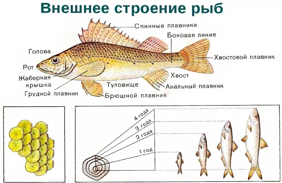 Рыбы 11 класс. Схема внешнего строения рыбы. Внешнее строение рыбы особенности строения. Наружное строение костной рыбы. Внешнее строение ерша.
