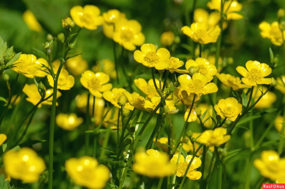 Лютик луговой. Лютик луговой. Полевые цветы лютики. Как выглядит желтый цветок. Лютик растение.