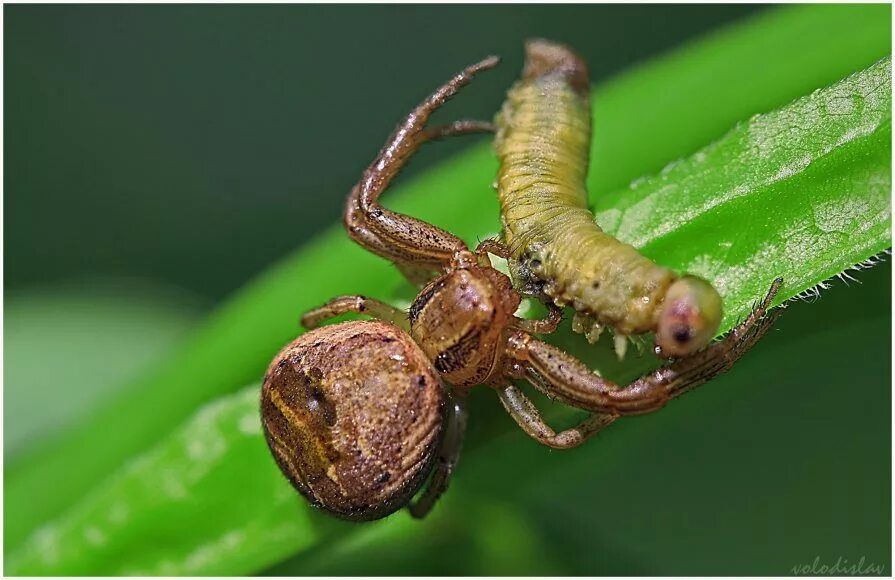 Паучья гусеница. Гусеница пауки. Гибрид паука и гусеницы. Паук скакун макросъемка. Гусеница паук.