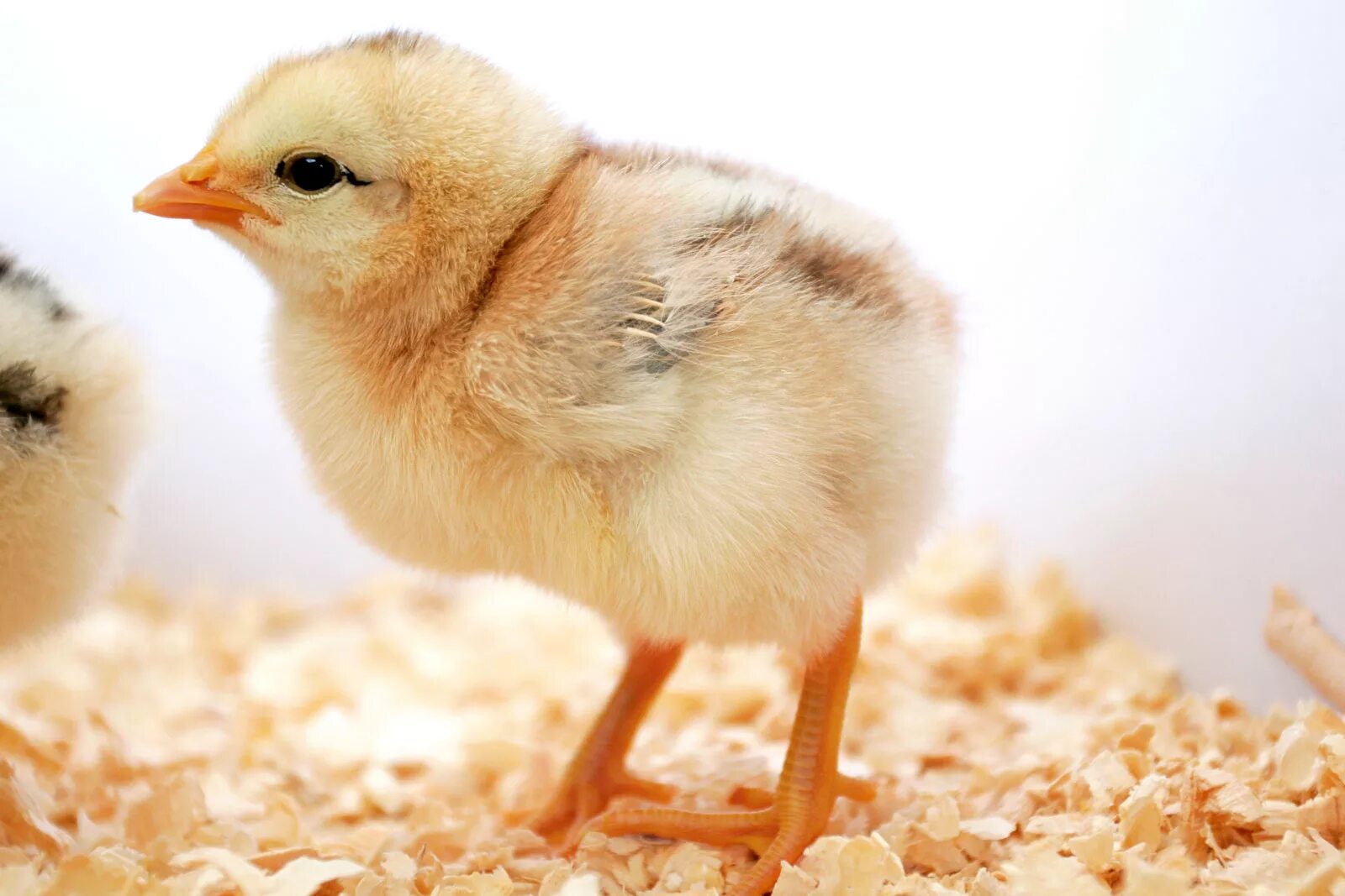 Chick 1. Цыпленок. Милые цыплята. Маленькие цыплята. Цыпленок боком.