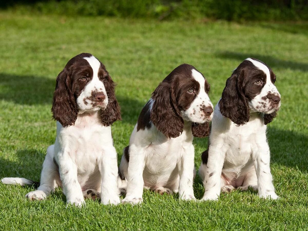 Английский спрингер спаниель выставочный. Английский спрингер-спаниель. Спрингер спаниель фото. Вельш кокер спаниель. Спрингер спаниель.