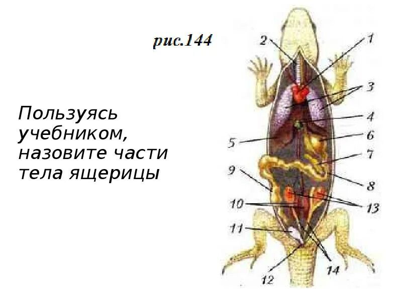 Особенности внешнего строения крота. Внутреннее строение ящерицы. внутреннее строение пресмыкающегося. внутреннее строение крота. внешнее строение ящерицы.