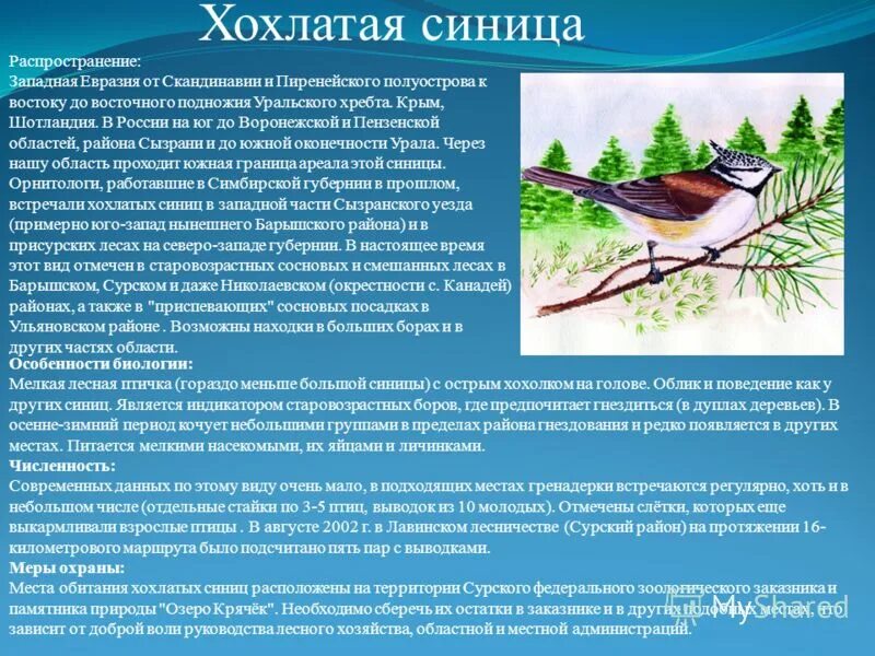 Синичка 5 содержание