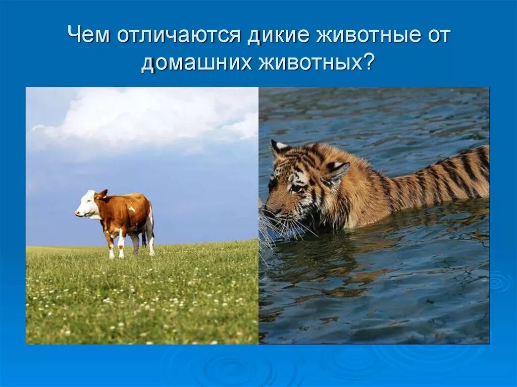 Чем звери отличаются от животных 1 класс. Различие диких и домашних животных. отличие диких животных от домашних для детей. чем отличаются домашние животные от диких животных. чем отличается домашнее животное от дикого.