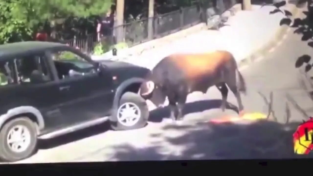 Снится бык нападает. Снится бык нападает