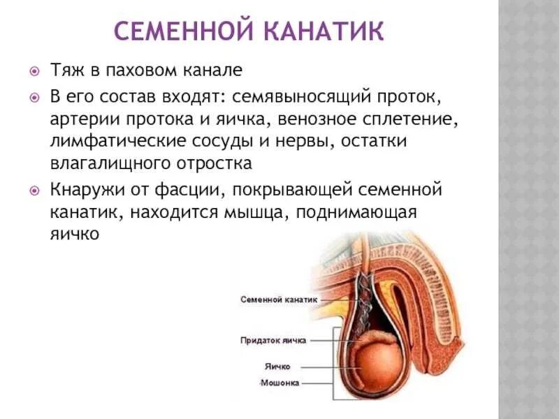Семенной канатик анатомия. Строение яичка семенной канатик. Семенной канатик у мужчин анатомия. Семенной канатик строение, артерии. Семенной канатик анатомия строение.