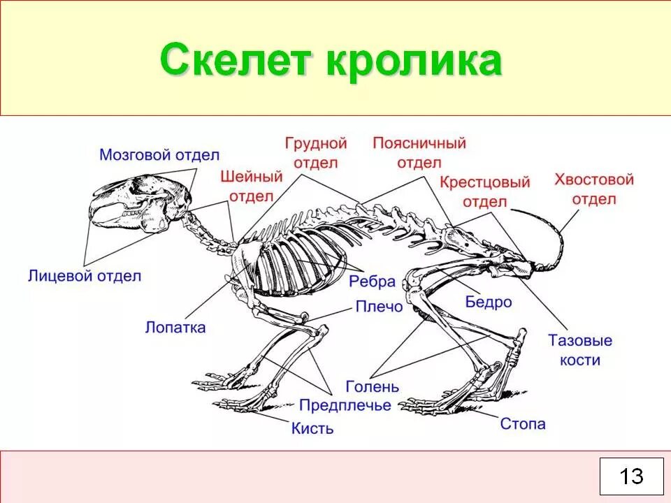 Скелет млекопитающих схема кролика. Строение скелета млекопитающих кролика. Строение скелета кролика. Скелет млекопитающего 7 класс биология.