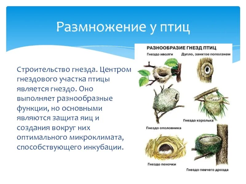 Размножение птиц презентация 7 класс. Размножение и развитие птиц. Размножение и гнездование птиц.. Размножение птиц кратко. Размножение птиц презентация.