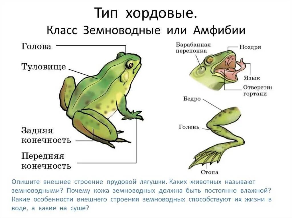 Тип 18 биология. Класс земноводные общая характеристика таблица. конспект по биологии 7 класс земноводные или амфибии. общая характеристика класса земноводные 7 класс биология. общее строение земноводных 7 класс биология.