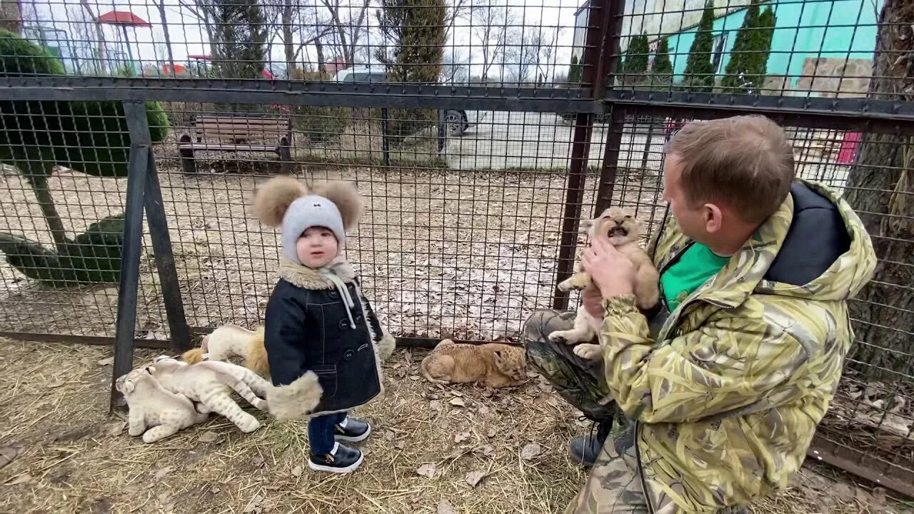 Гамадриленок Люся парк Тайган. Приключения Ангелины и Гамадрилёнка Люси в Тайгане. Приключения гамадриленка люси ютуб