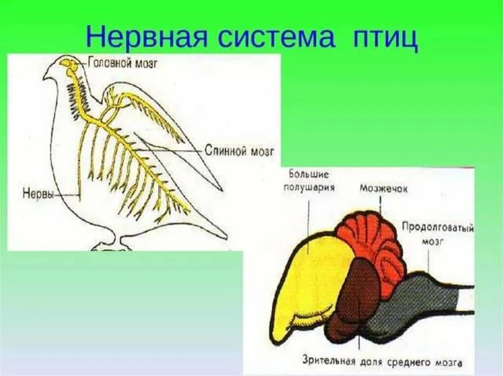 Нервные органы птиц