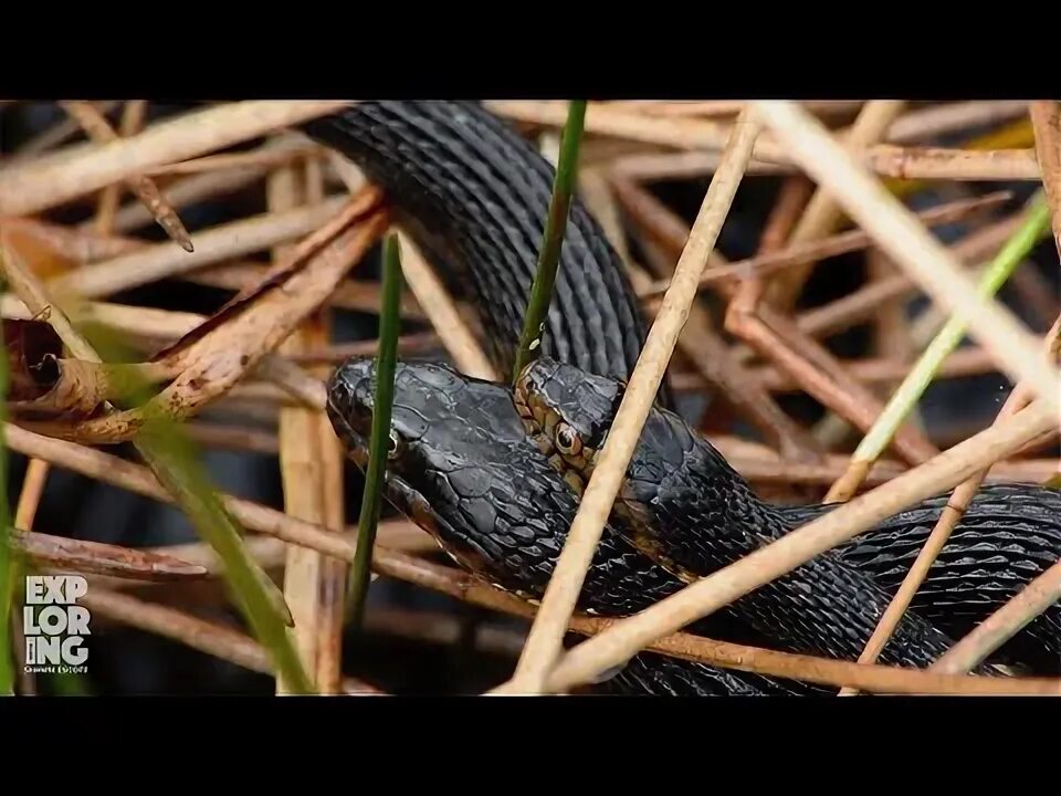 Brown banded